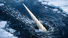 El colmillo del narval sí sirve para cazar y este hallazgo cambia todo