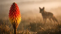 El lobo etíope que lame néctar sorprende a la ciencia y podría ayudar a polinizar