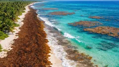Nuevo estudio revela por qué el sargazo invade cada verano el Caribe mexicano