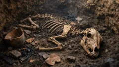 Descubren en Barcelona la mula más antigua de Europa occidental y cambia la historia