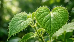 Gympie-gympie: la planta peligrosa que provoca un dolor extremo durante semanas