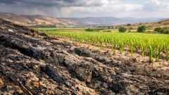 Un estudio revela que incendios y erosión pudieron originar la agricultura hace 8,200 años