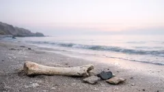 Descubren herramientas de hueso de ballena usadas hace 20 mil años en la prehistoria costera