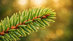 Descubren nanopartículas de oro en agujas de abeto y los microbios serían la clave