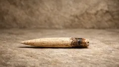 Hallan punta de hueso de 80 mil años que cambia lo que sabíamos de los neandertales