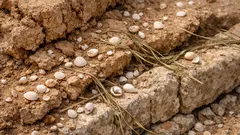 Unas conchas marinas revelan muros de adobe perdidos en la antigua Creta