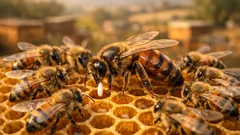 Cómo decide la reina si una abeja nace macho o hembra