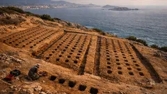 Hallan viñedos griegos en Marsella y reescriben la historia de su ciudad antigua